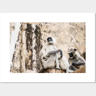 Rajasthani monkeys. India. Posters and Art